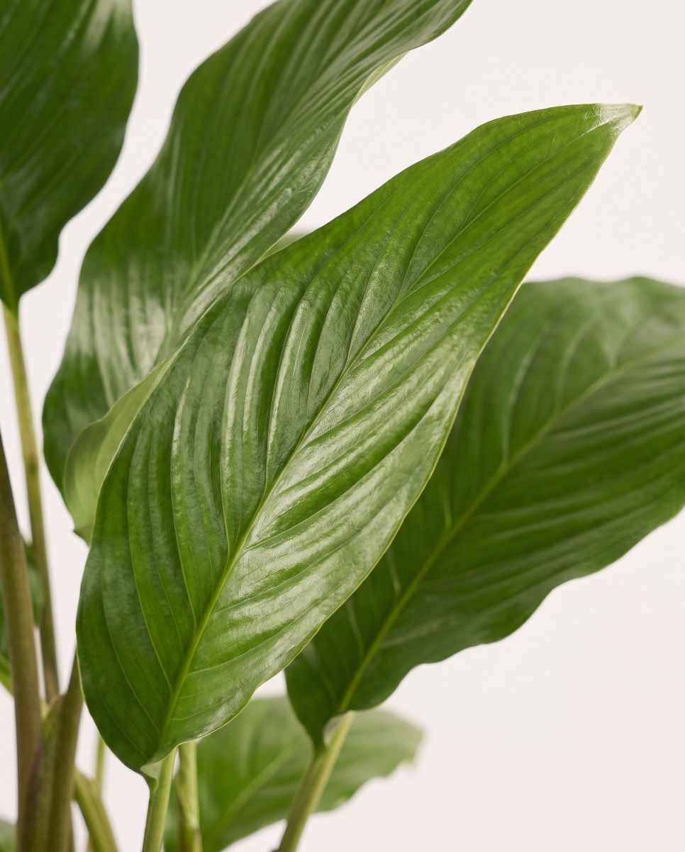 Tacca Black bat flower Chantrieri