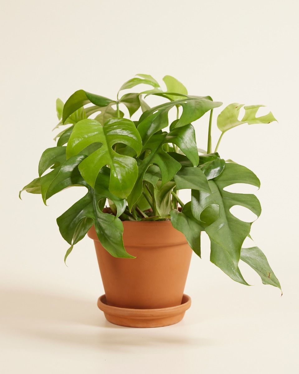 Rhaphidophora Tetrasperma Mini Monstera