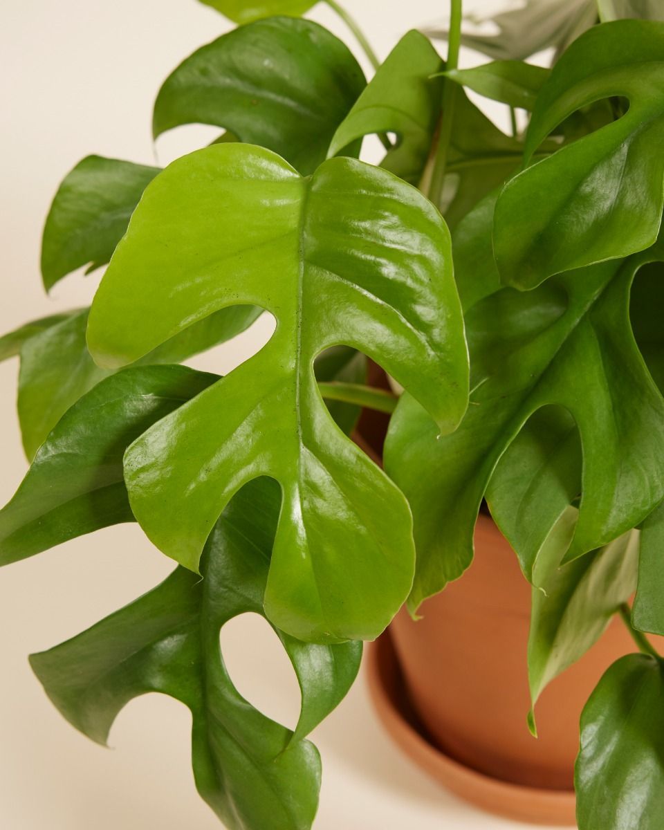 Rhaphidophora Tetrasperma Mini Monstera