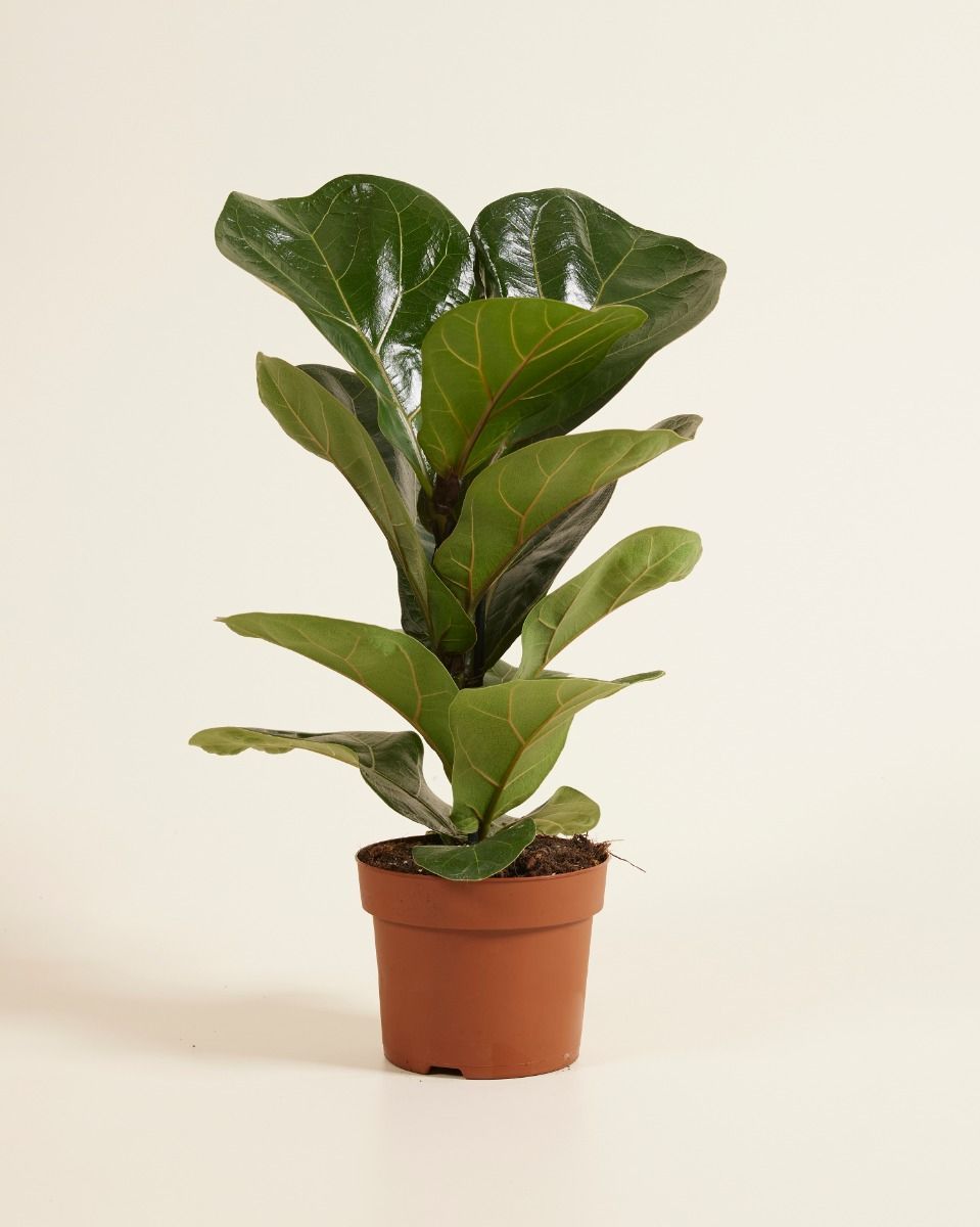 Ficus Fiddle Leaf Fig Lyrata