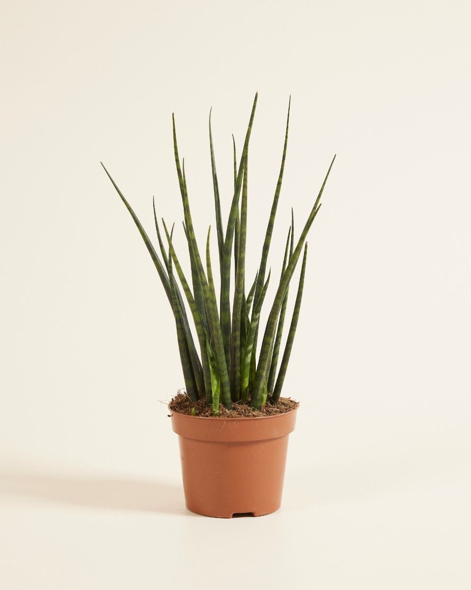 Sansevieria Snake plant Fernwood Mikado