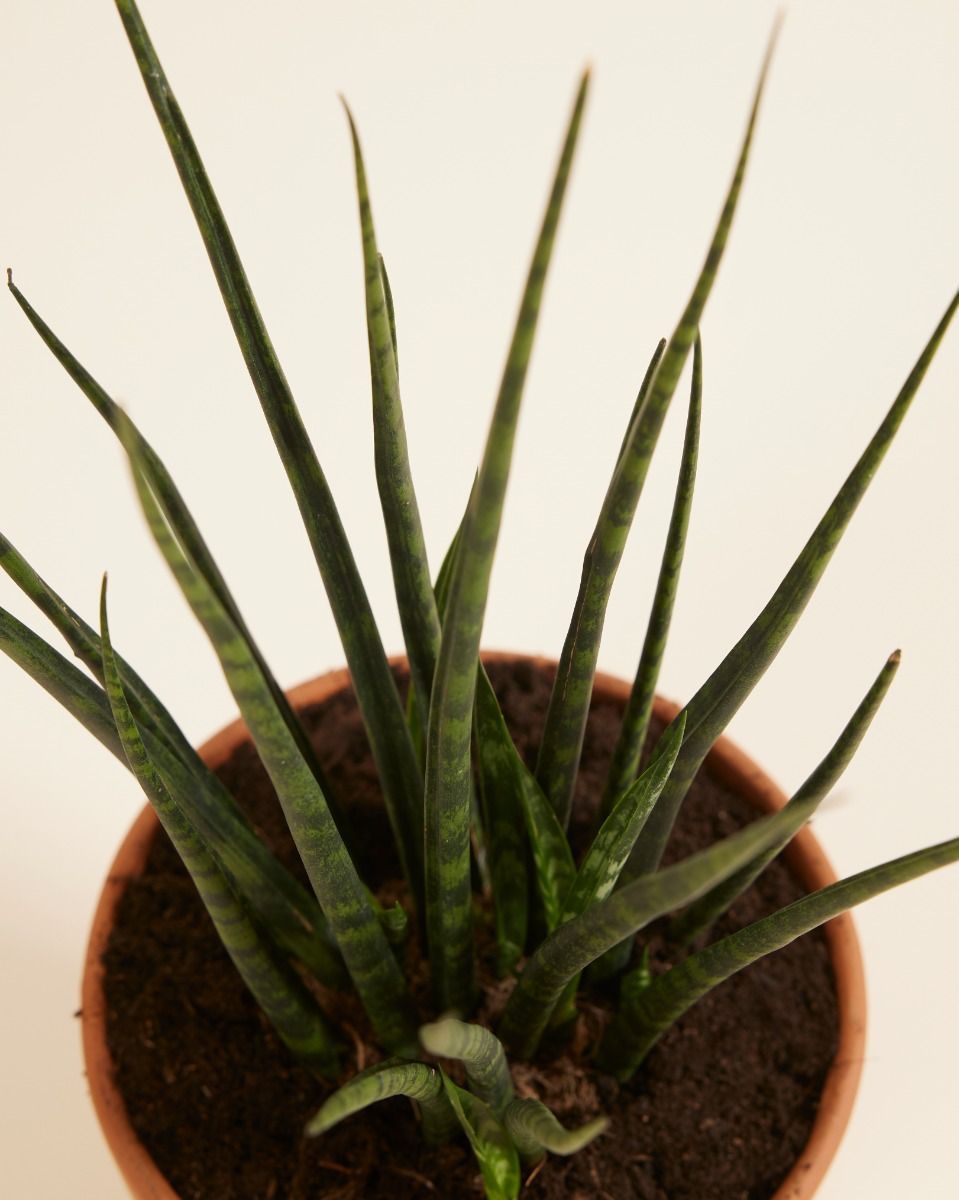 Sansevieria Vrouwentong Fernwood Mikado