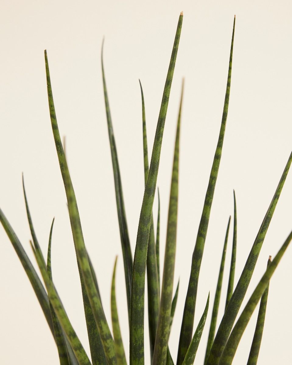Sansevieria Vrouwentong Fernwood Mikado