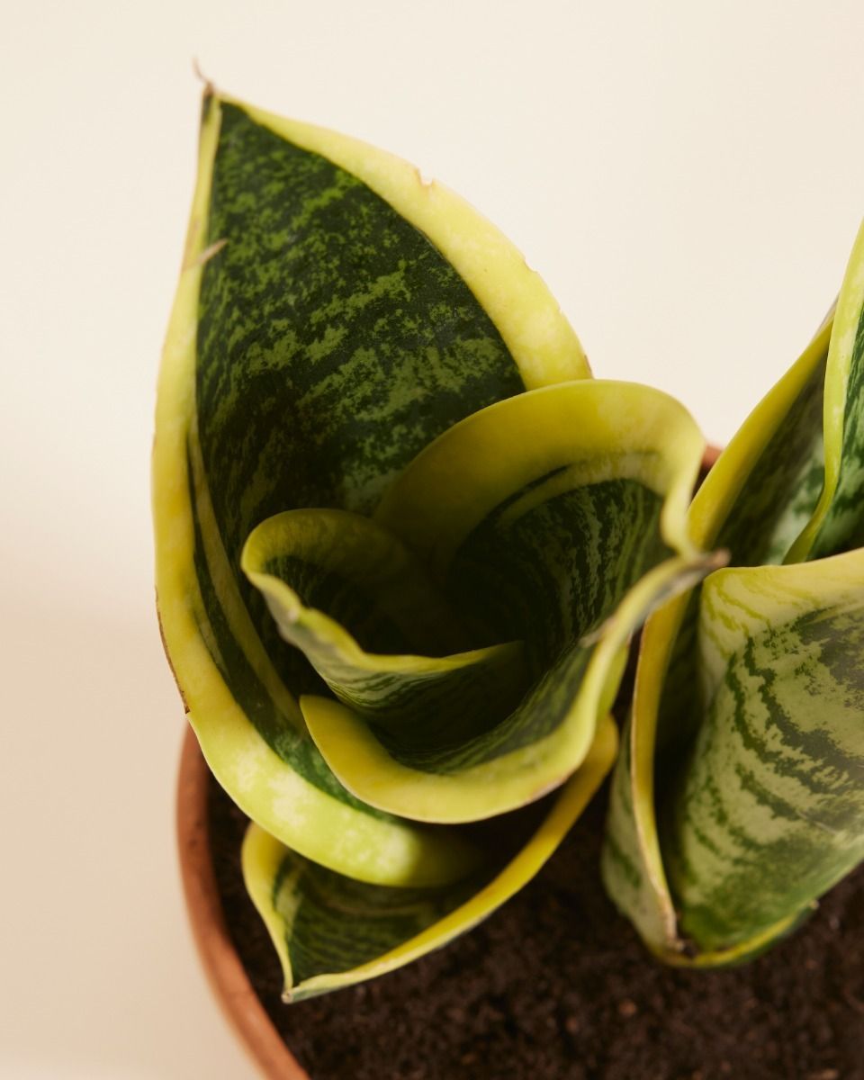 Sansevieria Futura Superba Snake Plant