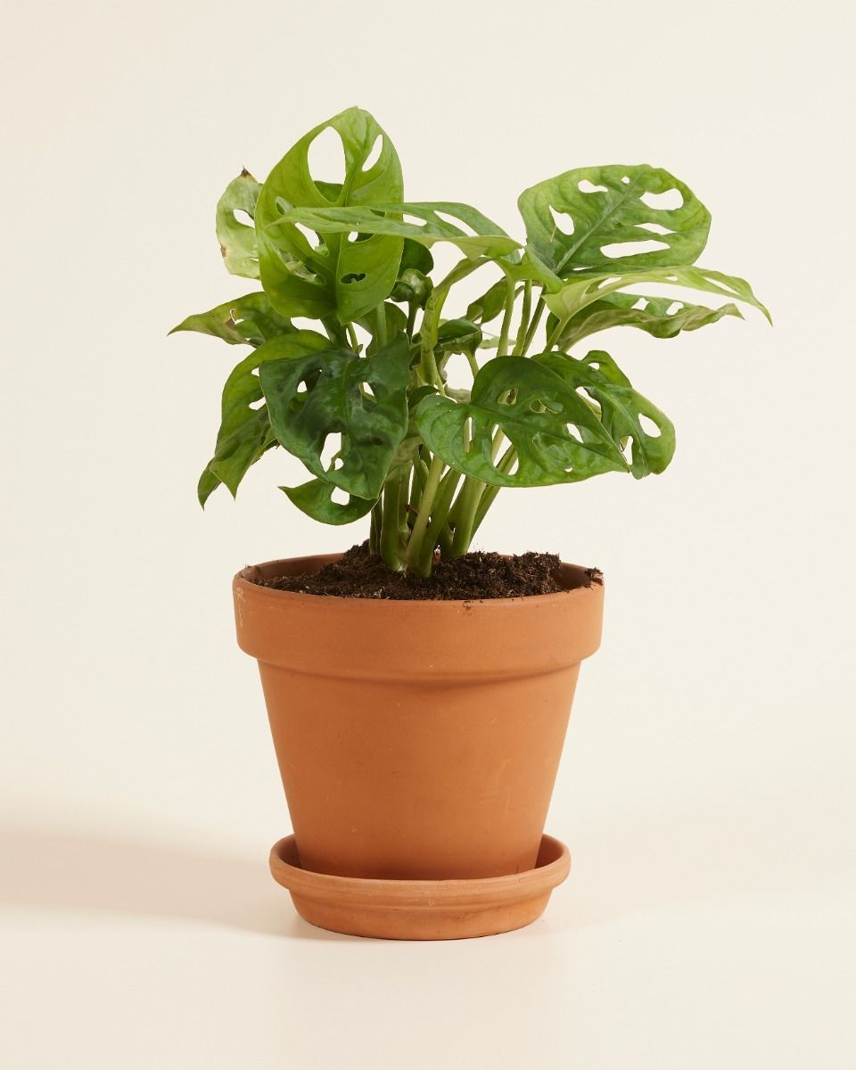 Monstera Adansonii Monkey Mask