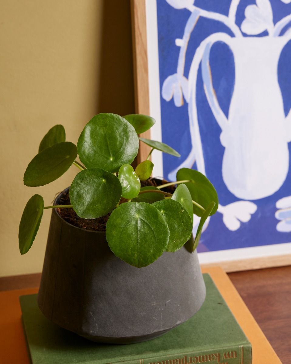 Pilea Peperomioides Pancake plant Chinese Money Plant