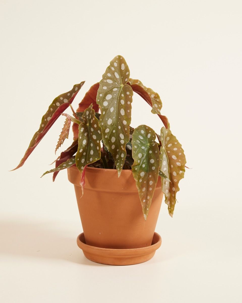 Begonia Polka dot Maculata