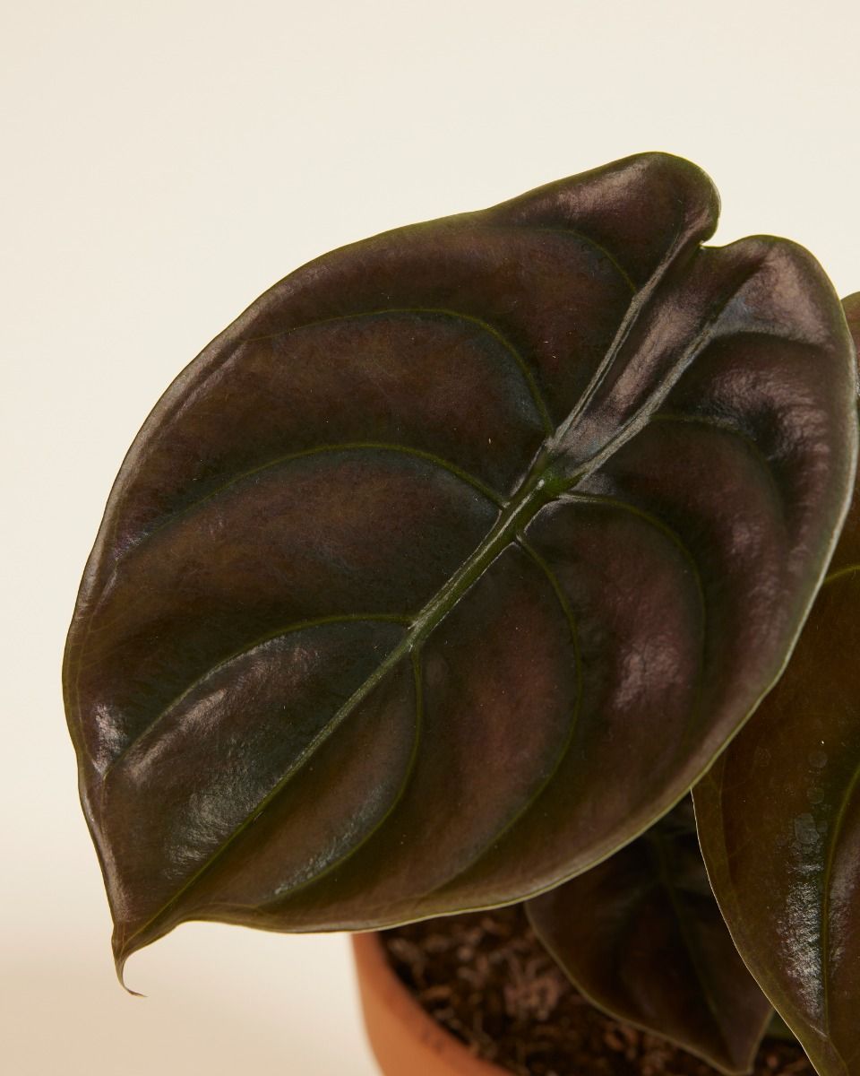 Alocasia Elefantenohr Red Secret