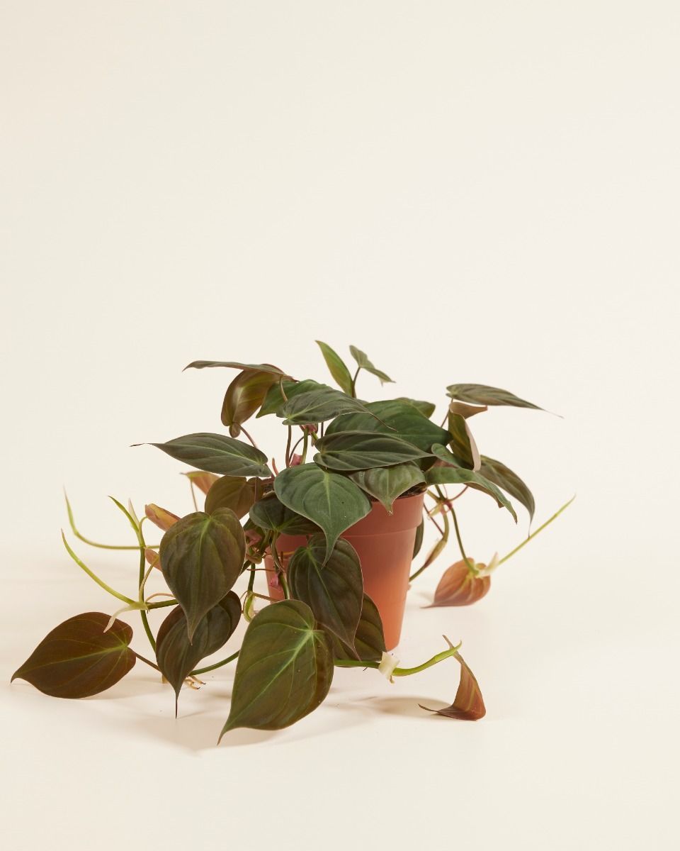 Philodendron Heartleaf Scandens Micans