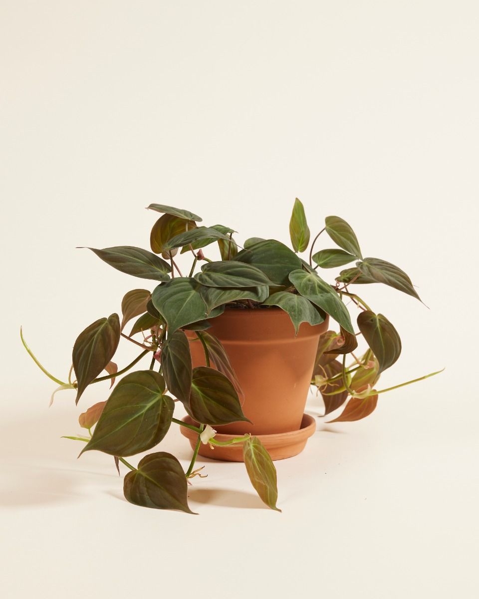 Philodendron Heartleaf Scandens Micans