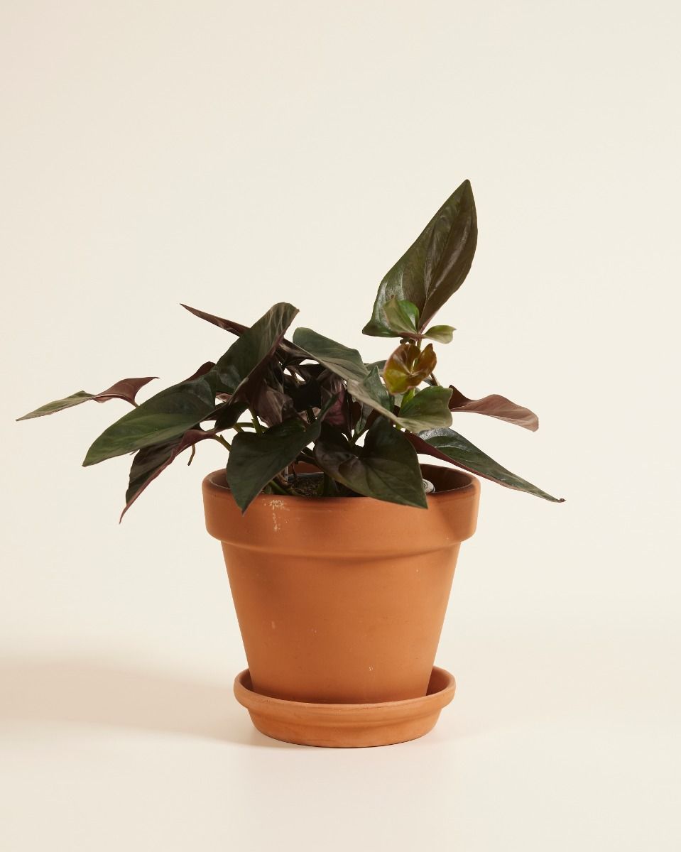 Syngonium Patte-d'oie  Red Arrow