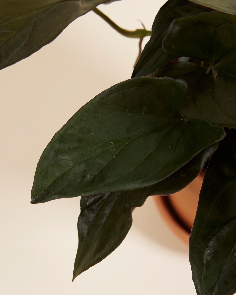 Syngonium Patte-d'oie  Red Arrow