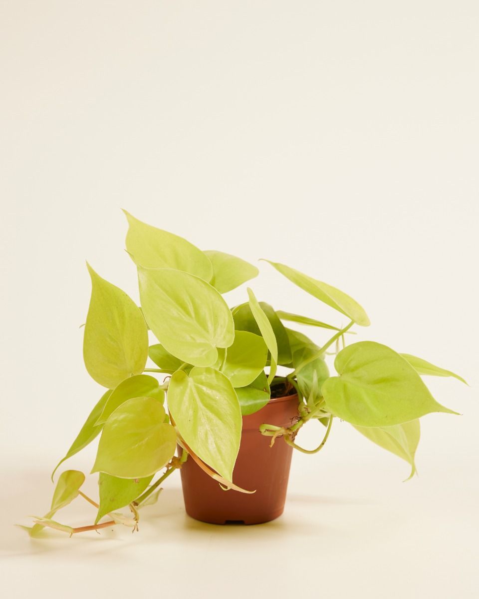 Philodendron Heartleaf Micans Lime