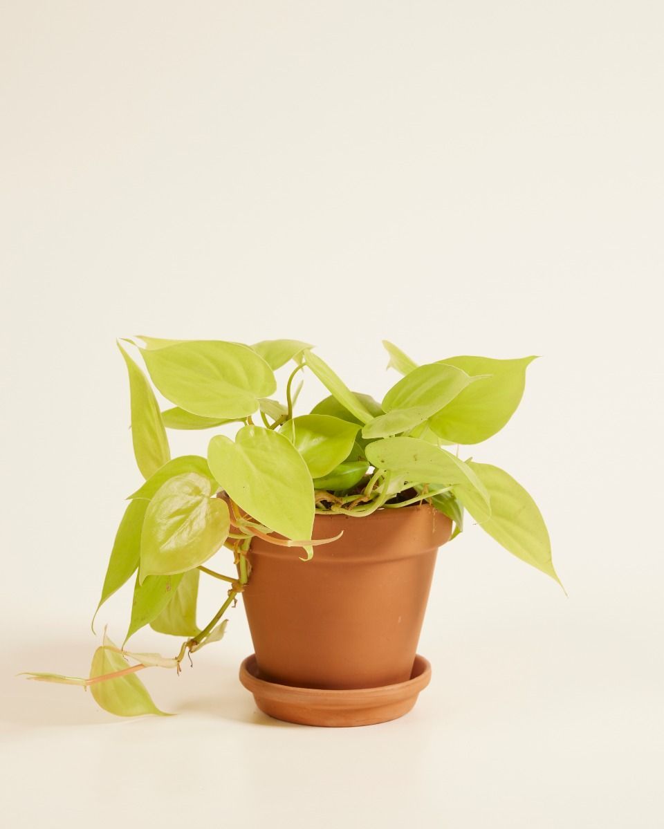 Philodendron Heartleaf Micans Lime