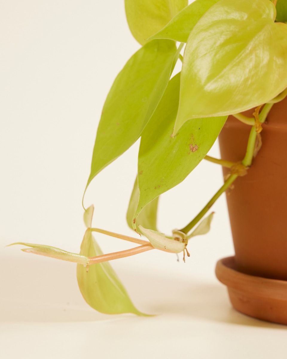 Philodendron Heartleaf Micans Lime