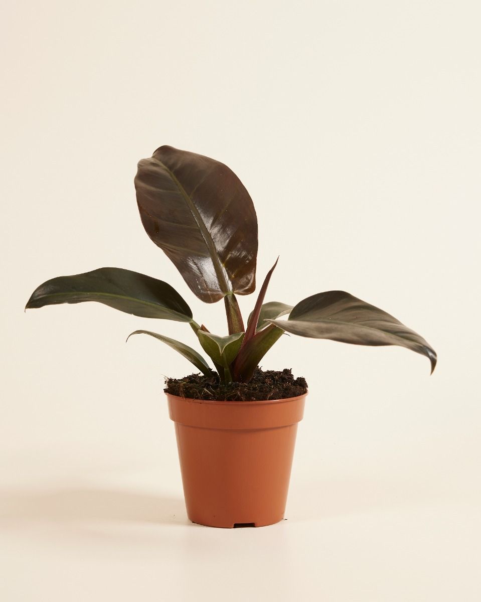 Philodendron Baumfreund Imperial Red