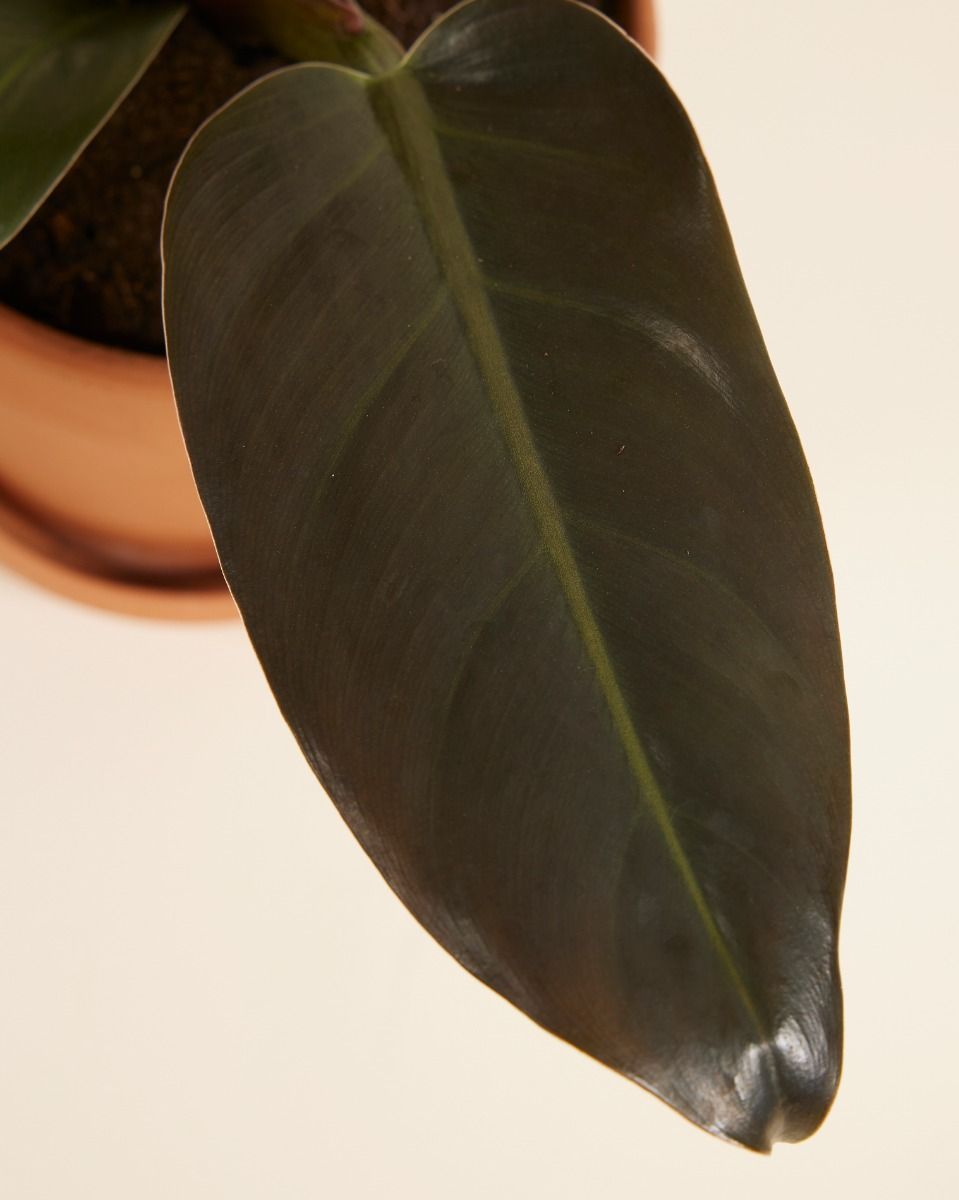 Philodendron Filodendro Imperial Red