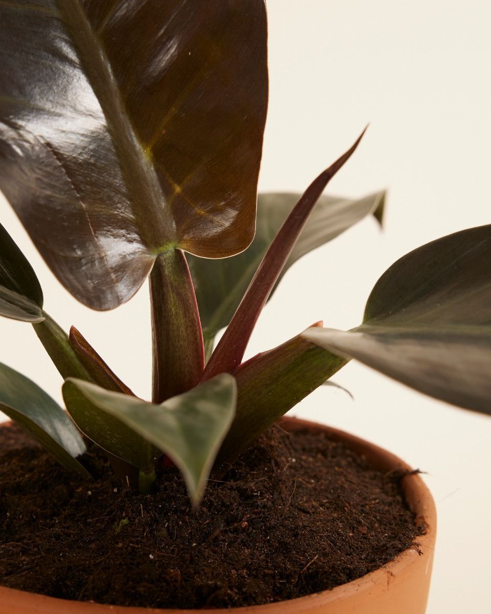 Philodendron Filodendro Imperial Red