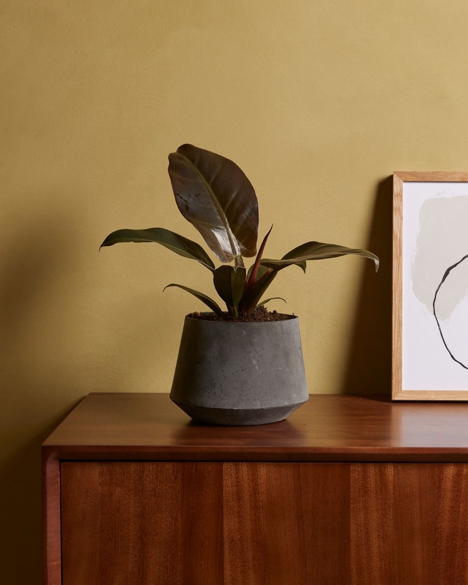 Philodendron Filodendro Imperial Red