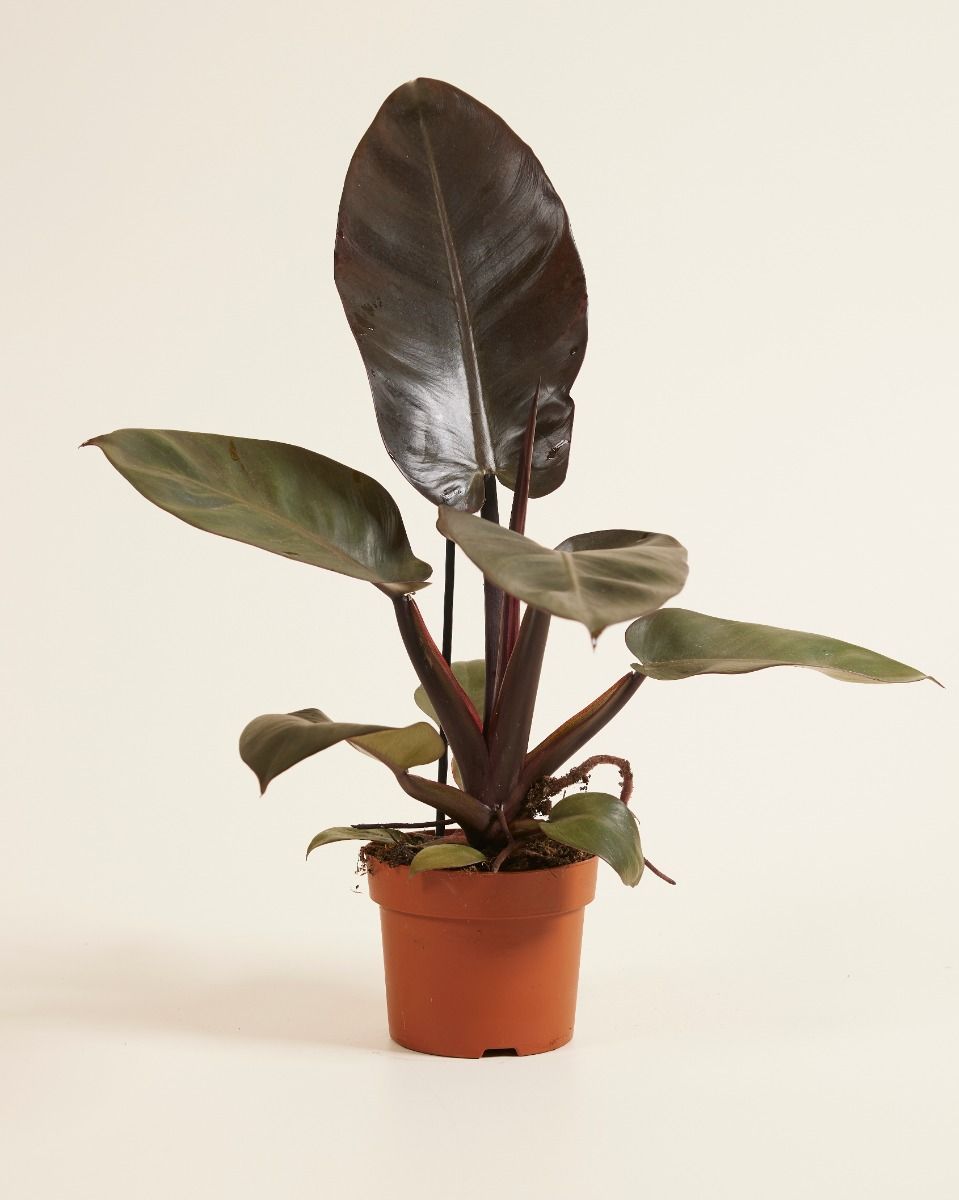 Philodendron Baumfreund Black Cardinal