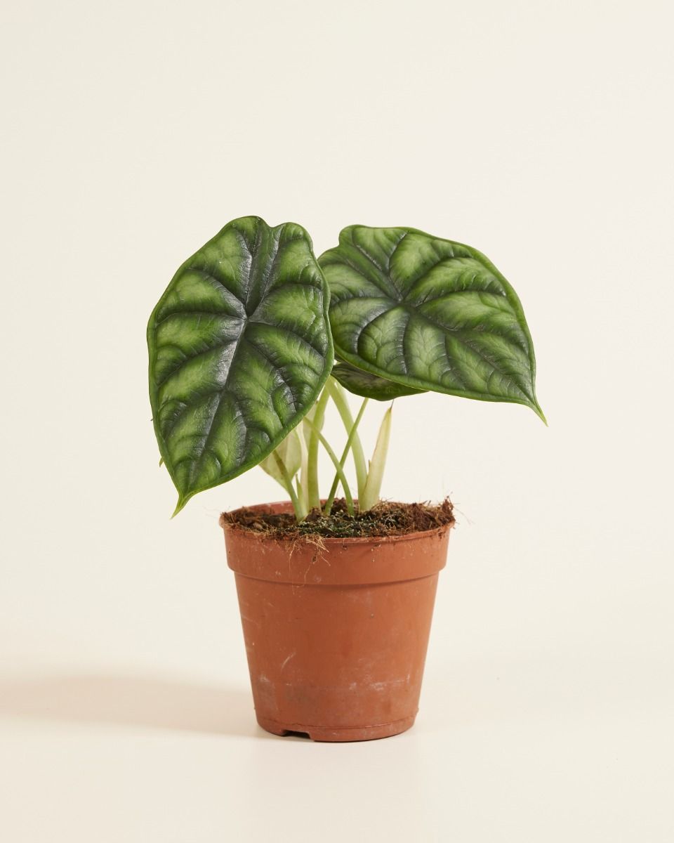 Alocasia Elefantenohr Dragon Scale