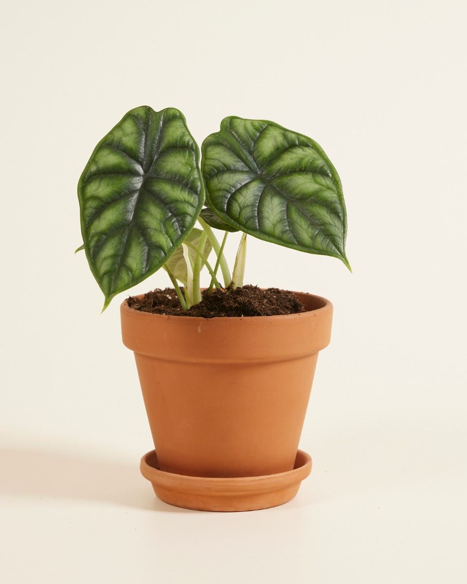 Alocasia Elefantenohr Dragon Scale