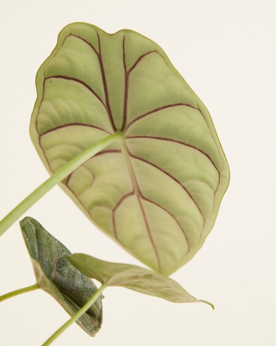 Alocasia Elefantenohr Dragon Scale