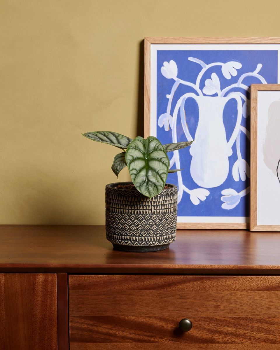 Alocasia Orecchie di Elefante Silver Dragon