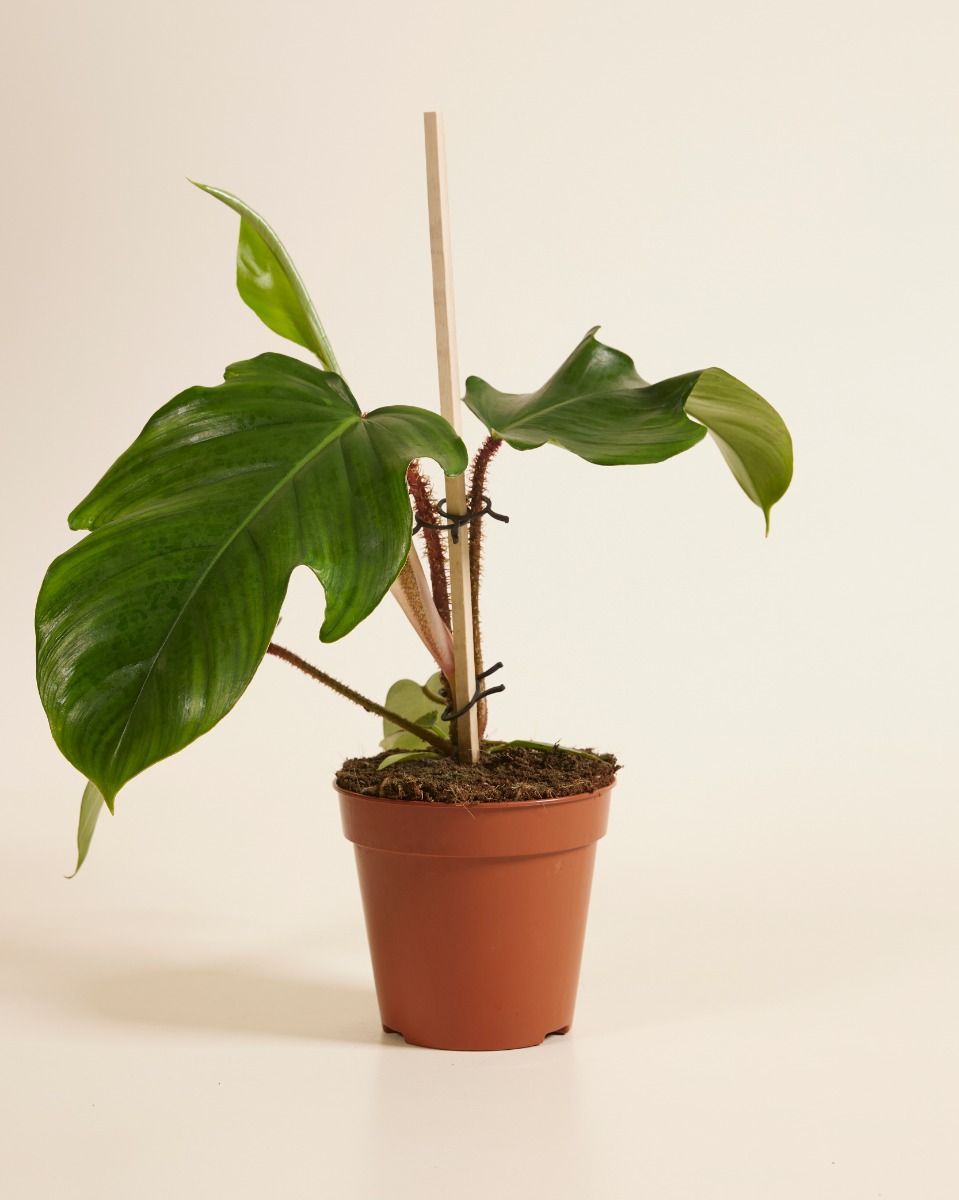 Philodendron Squamiferum