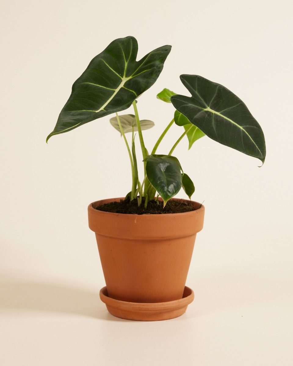 Alocasia Elefantenohr Frydek