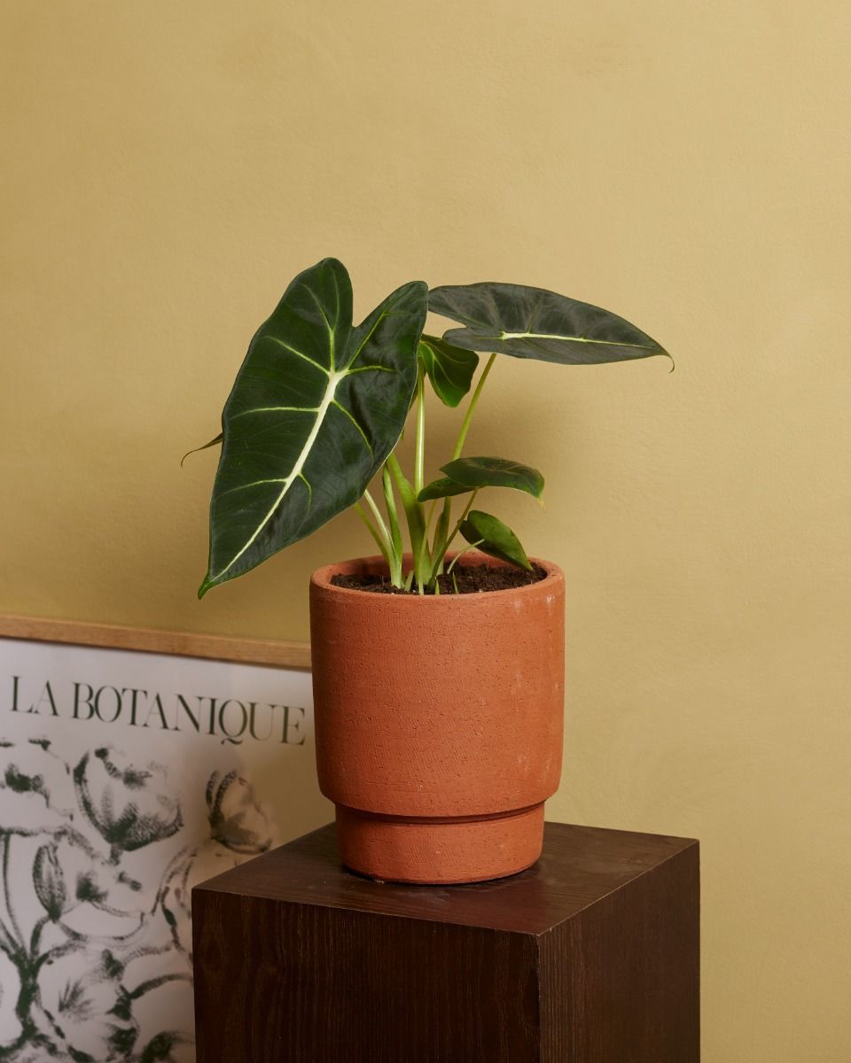 Alocasia Elefantenohr Frydek