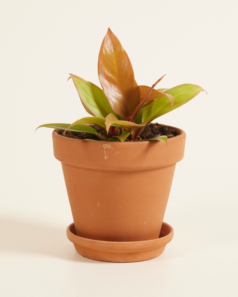 Philodendron Prince of Orange