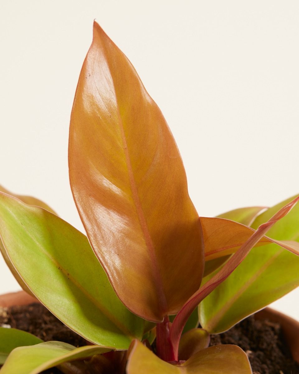 Philodendron Prince of Orange