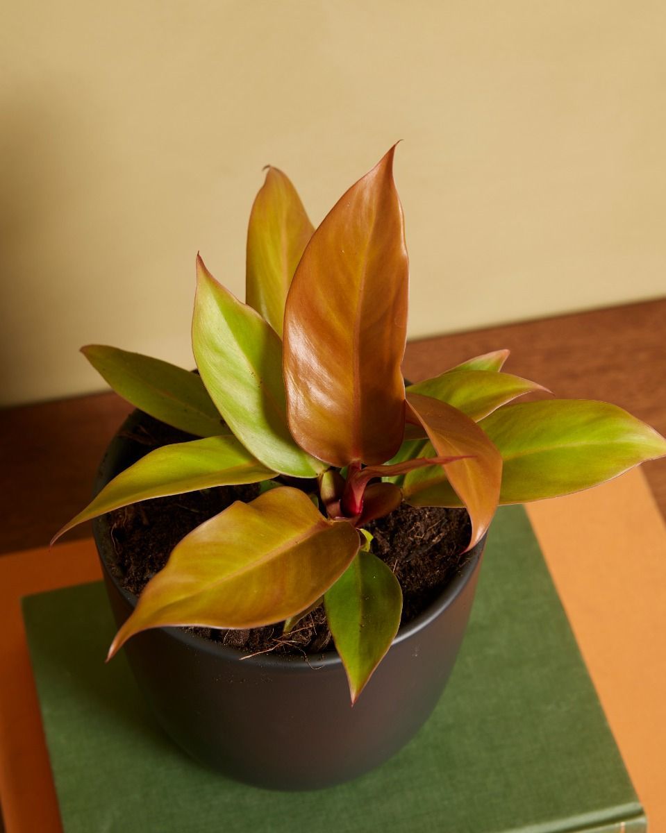 Philodendron Prince of Orange