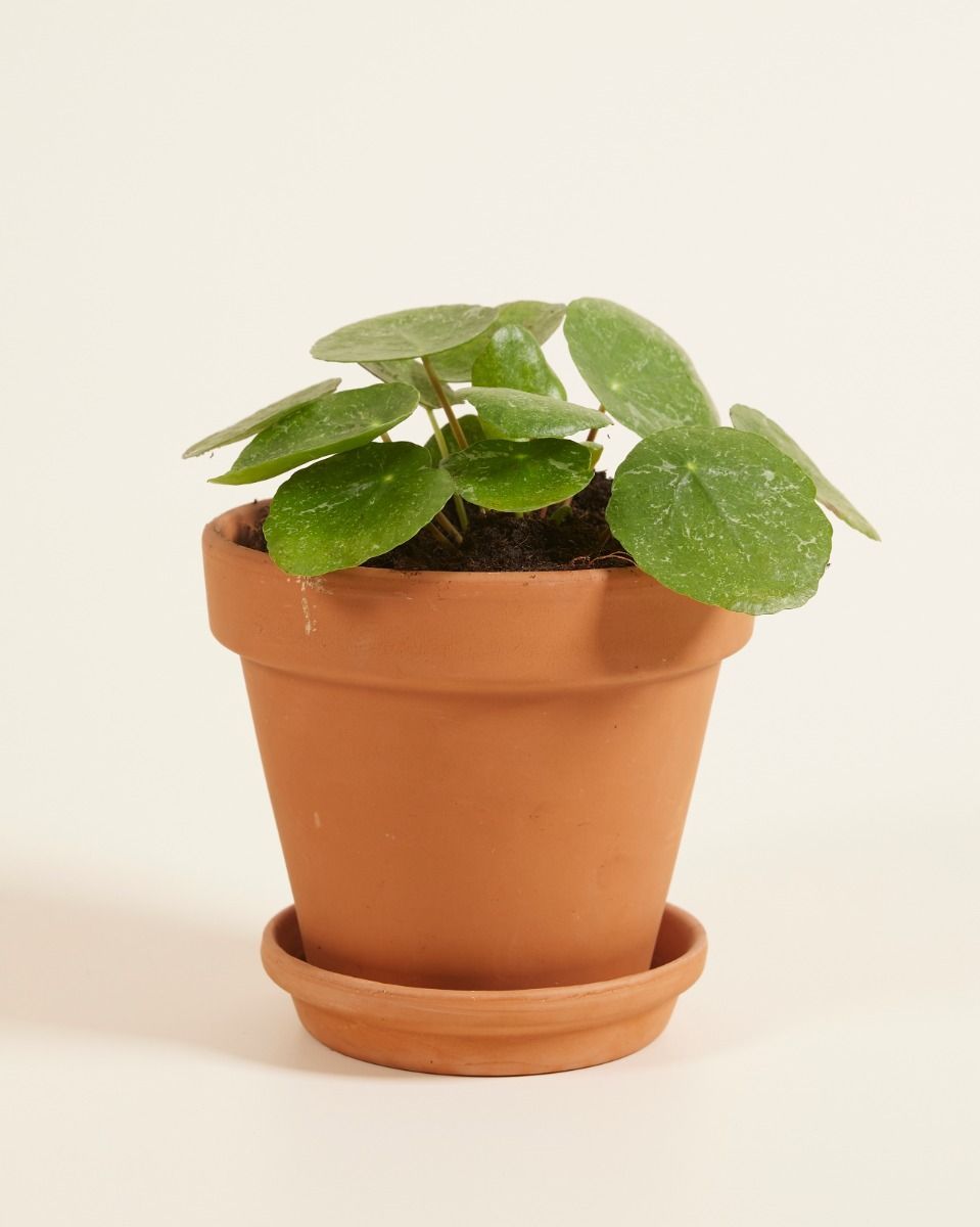 Pilea Peperomioides Ufopflanze Sugar®