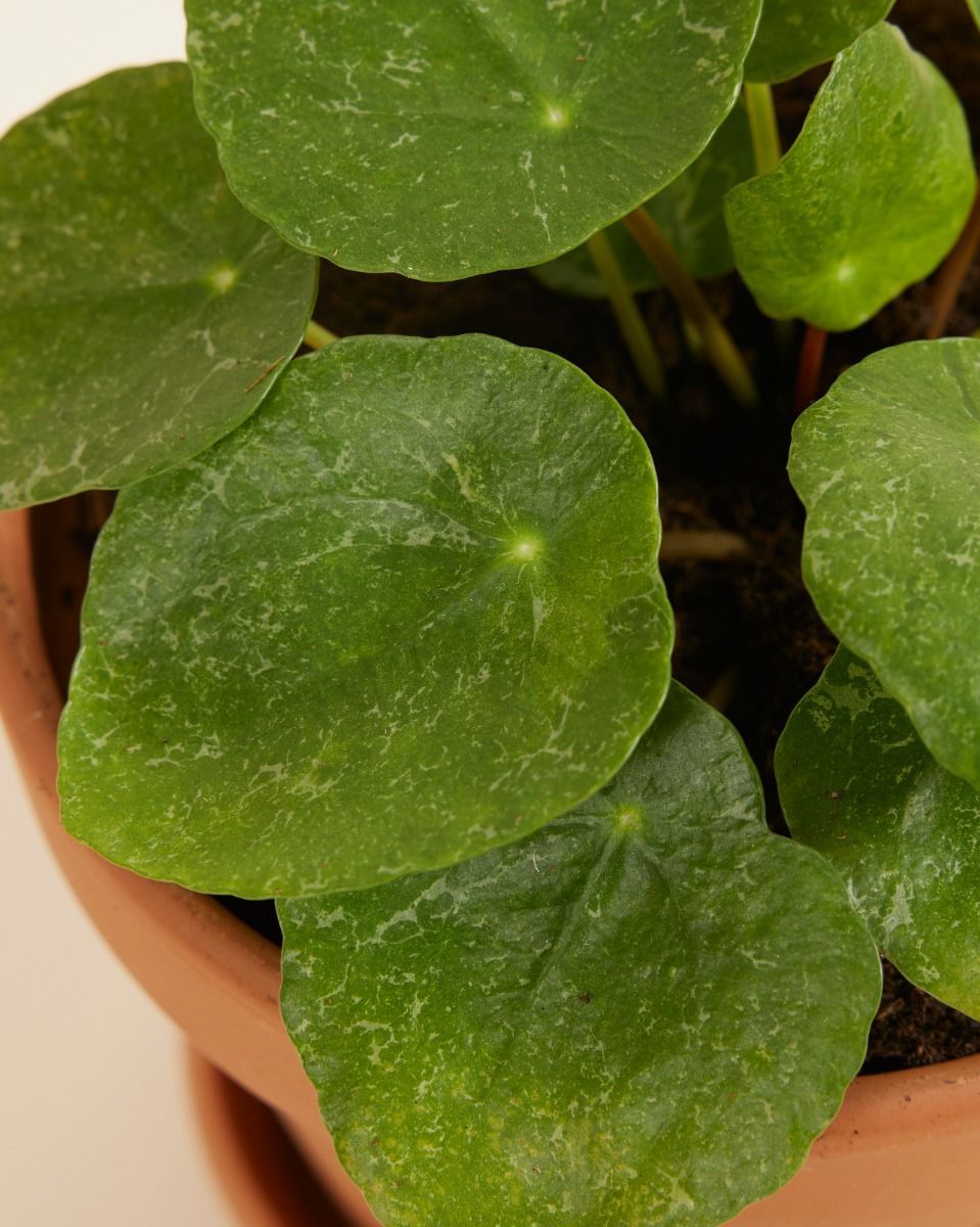 Pilea Peperomioides Ufopflanze Sugar®