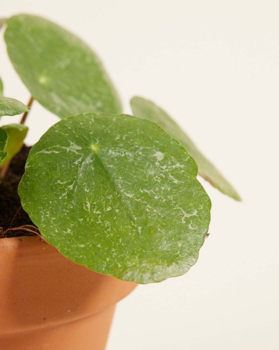 Pilea Peperomioides Ufopflanze Sugar®