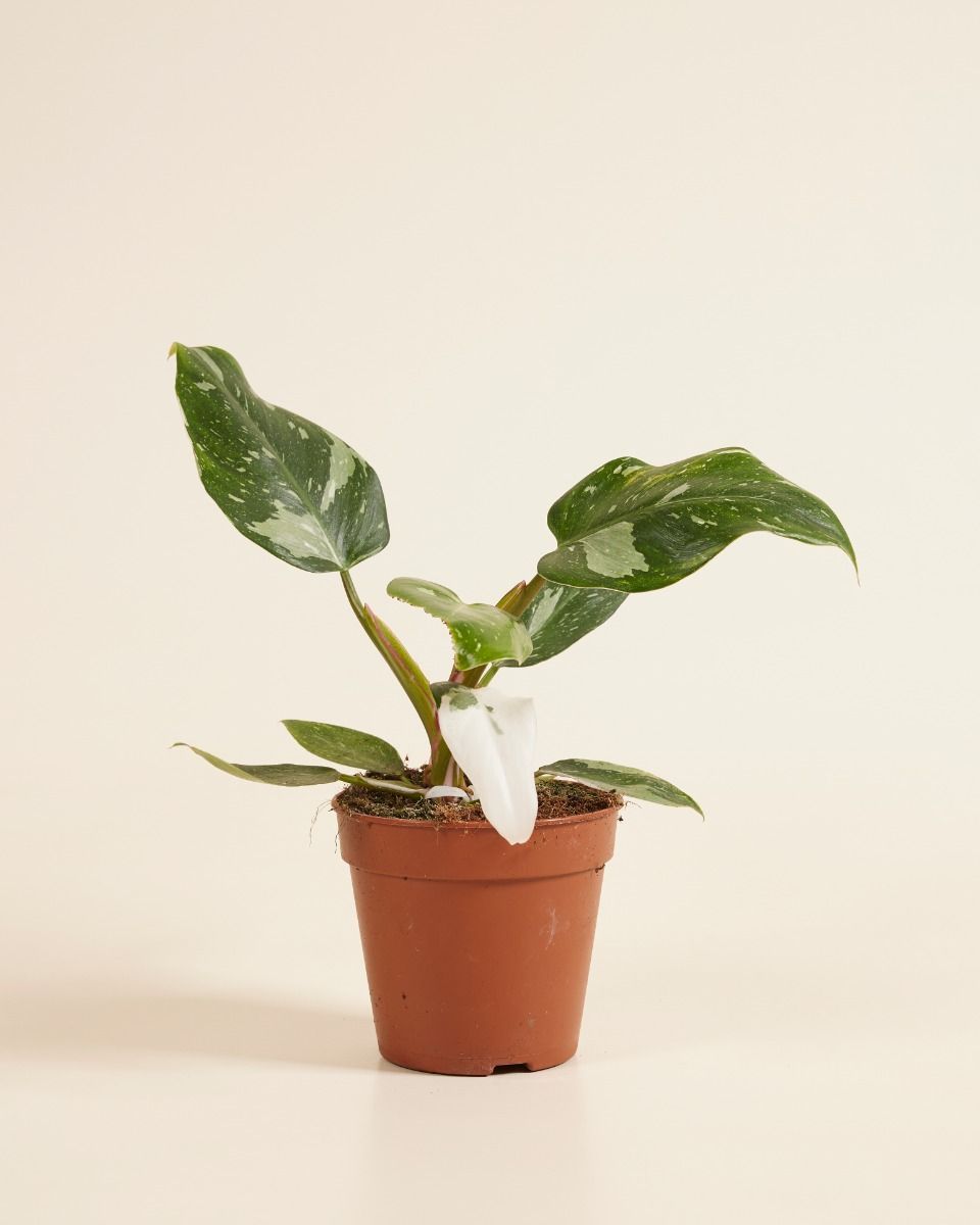 Philodendron White Princess