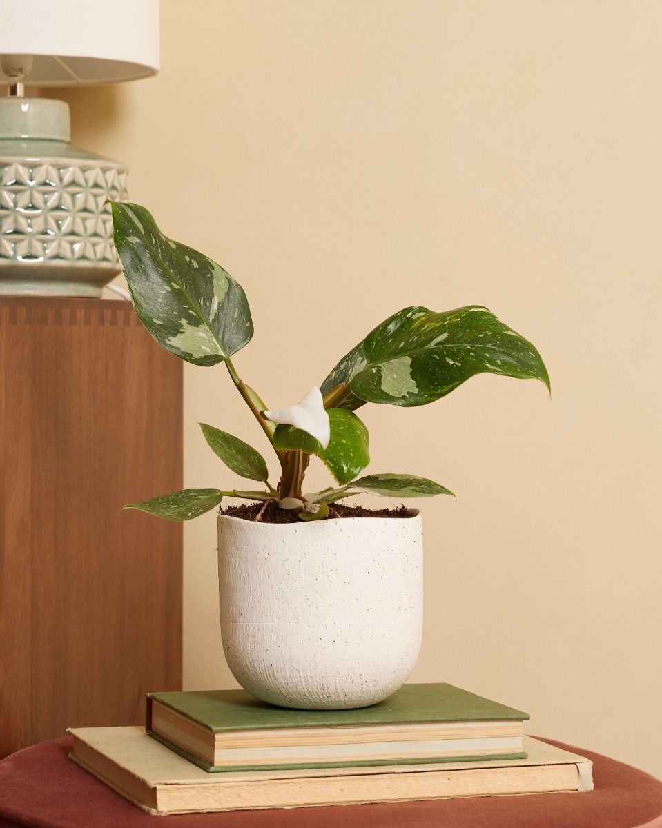 Philodendron White Princess