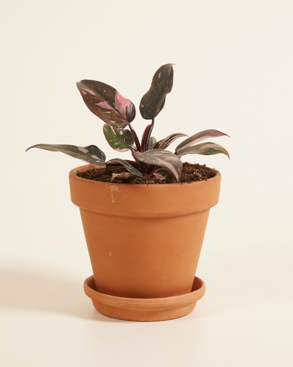 Philodendron Pink Princess