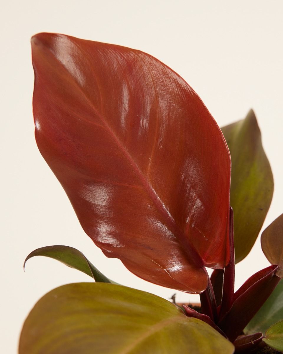 Philodendron McColley's Finale