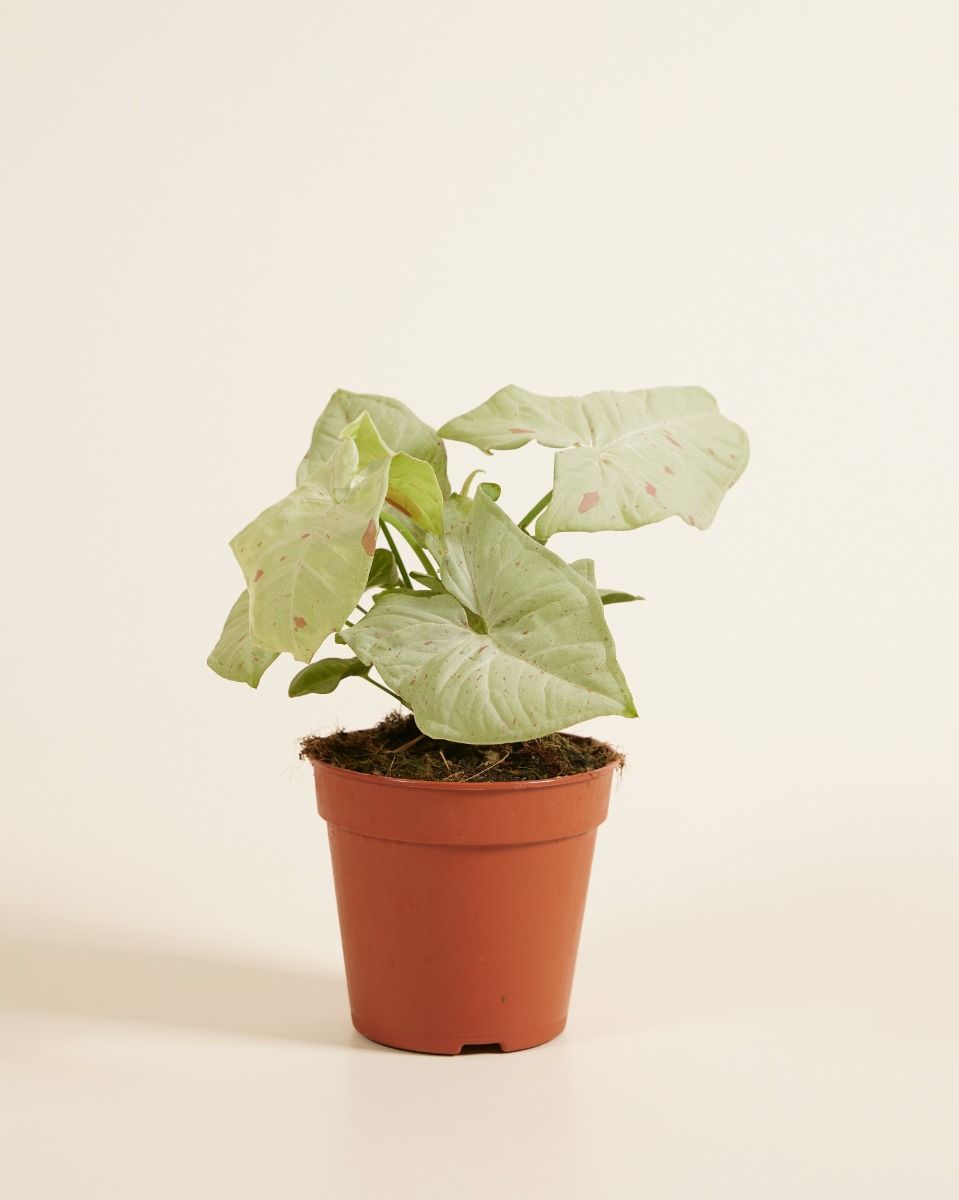 Syngonium Patte-d'oie Confetti