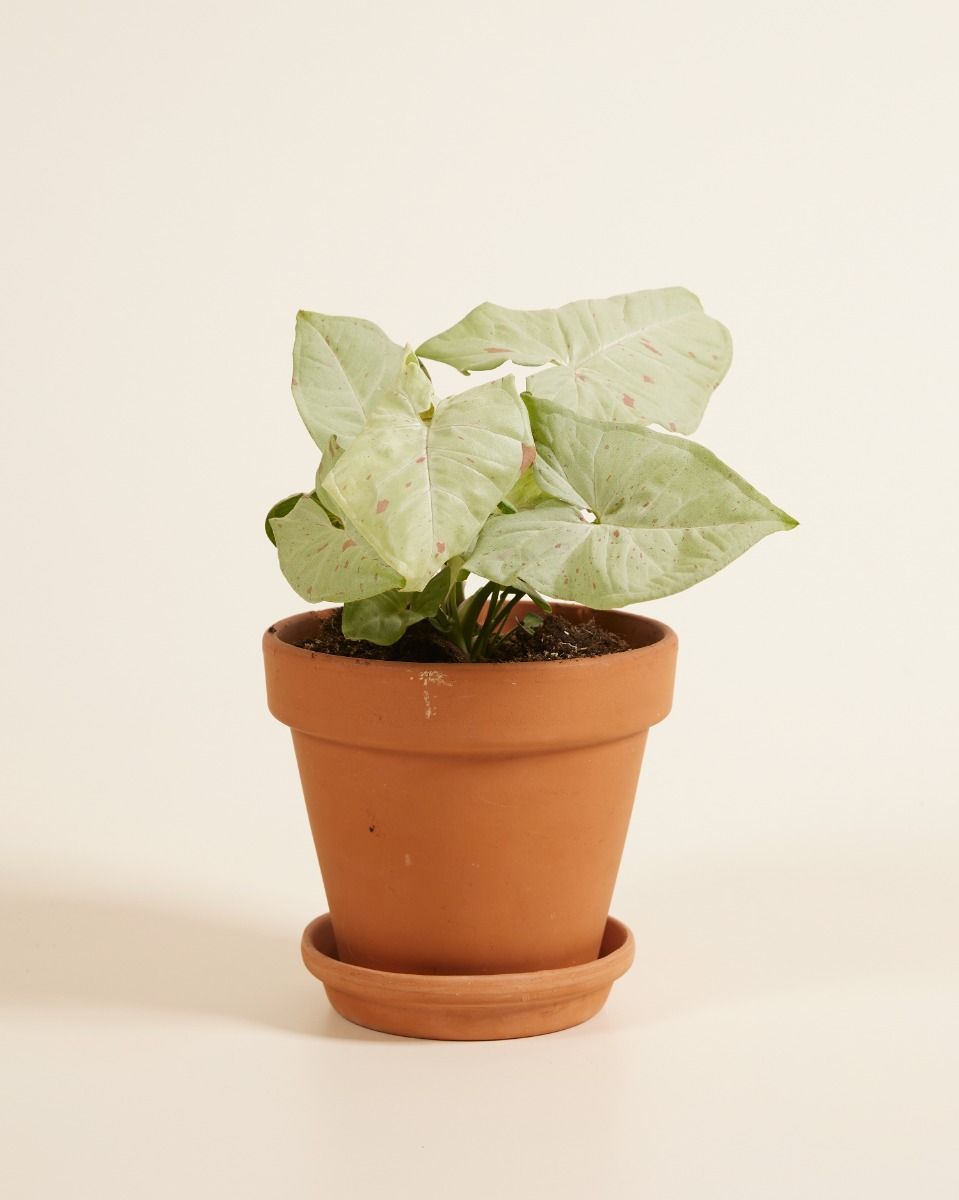 Syngonium Patte-d'oie  Confetti
