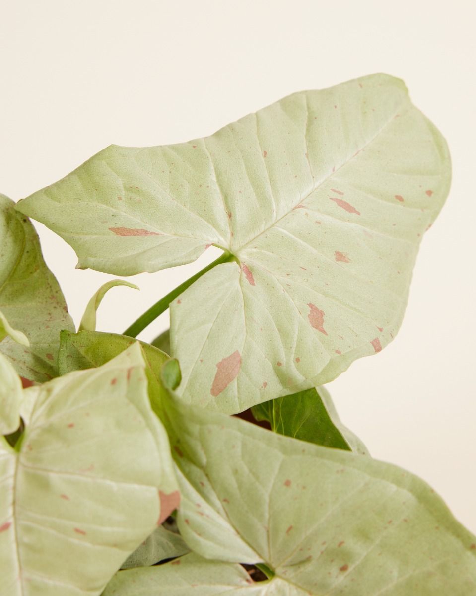 Syngonium Patte-d'oie  Confetti