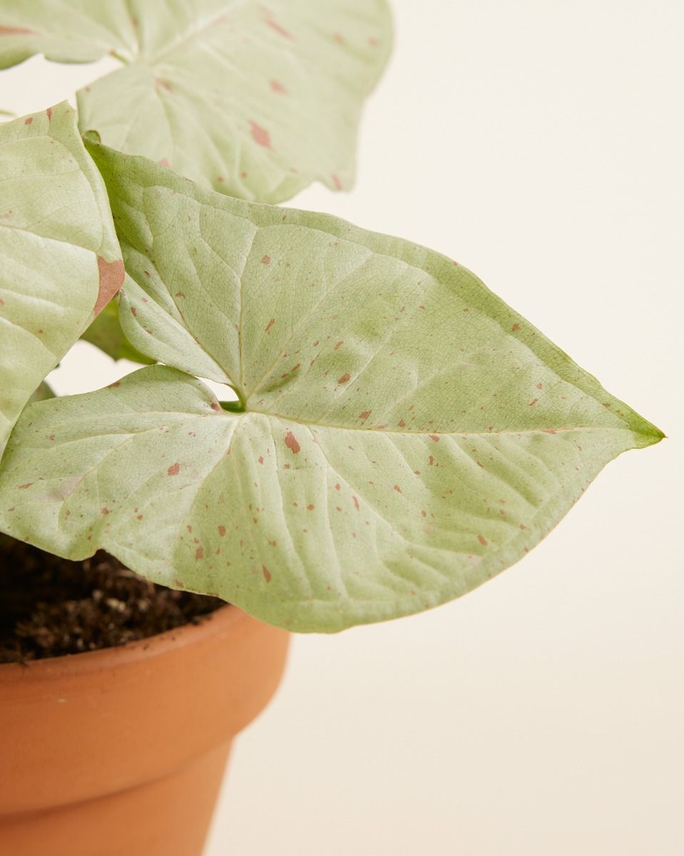 Syngonium Patte-d'oie  Confetti