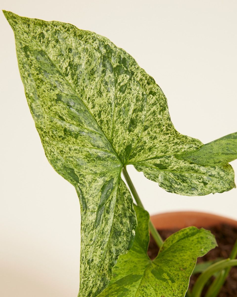 Syngonium Patte-d'oie Mottled