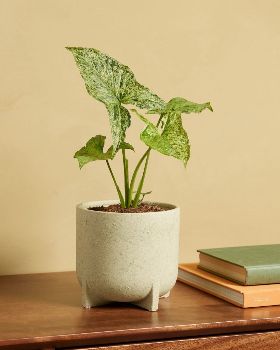 Syngonium Patte-d'oie Mottled