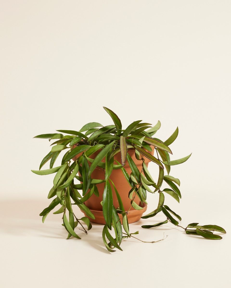 Hoya Wax plant Wayetii