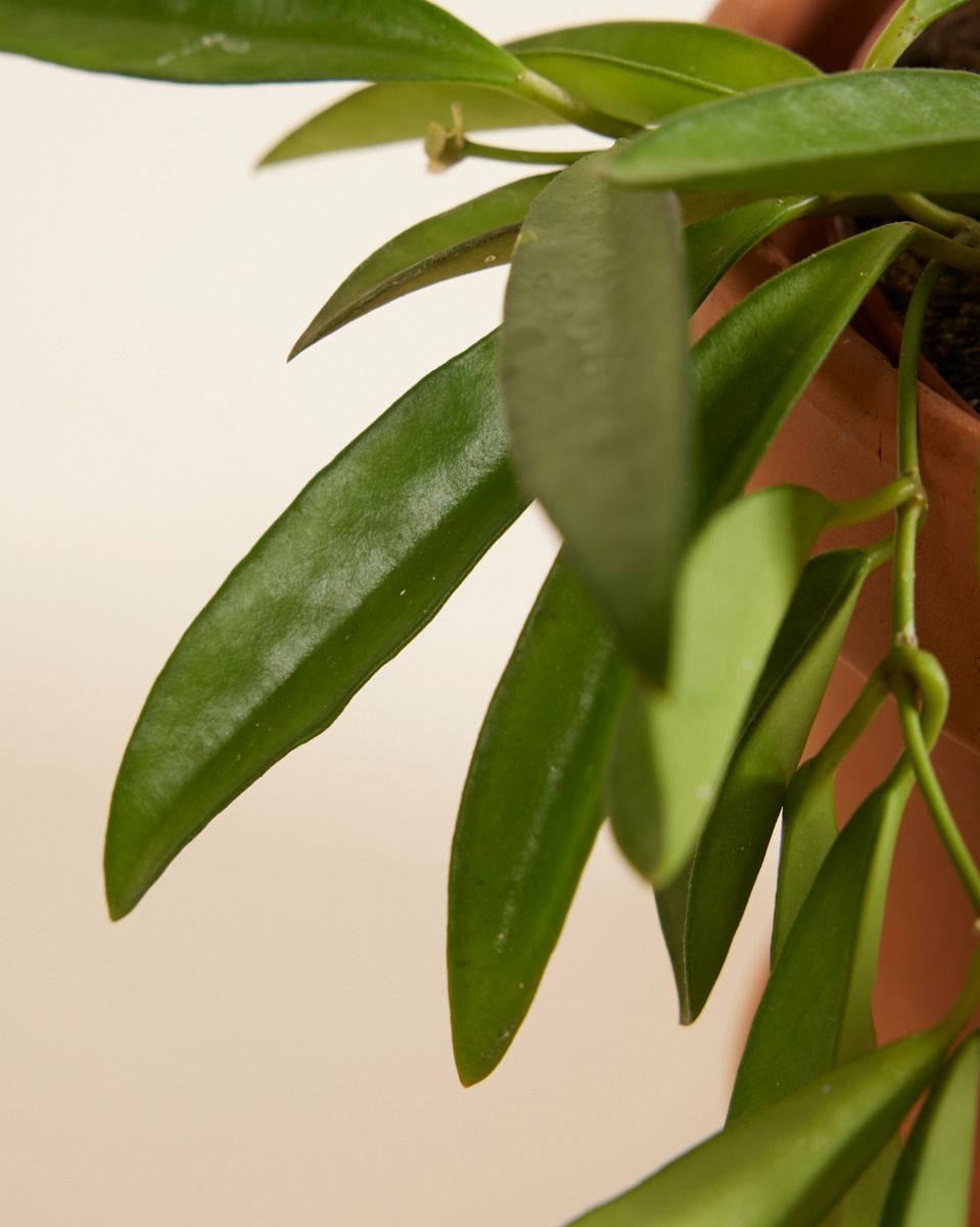 Hoya Wax plant Wayetii