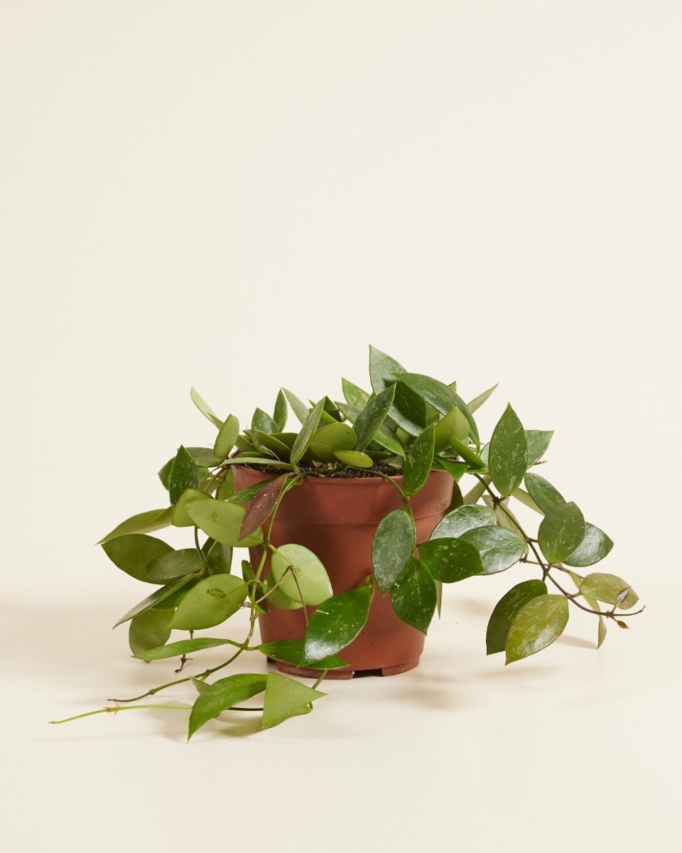 Hoya Wax plant Gracilis